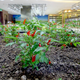 Illustration for article titled An Urban Farm In the Most Unlikely Location: A Shanghai Mall
